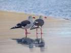 Dolphin gull on the beach of Saunders Island, Falkland Islands. Art Print